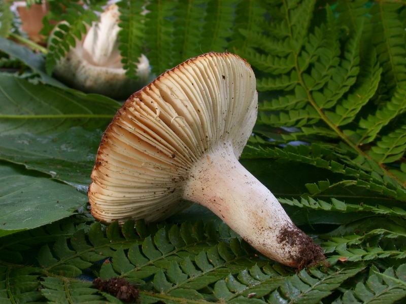 Russula da determinare